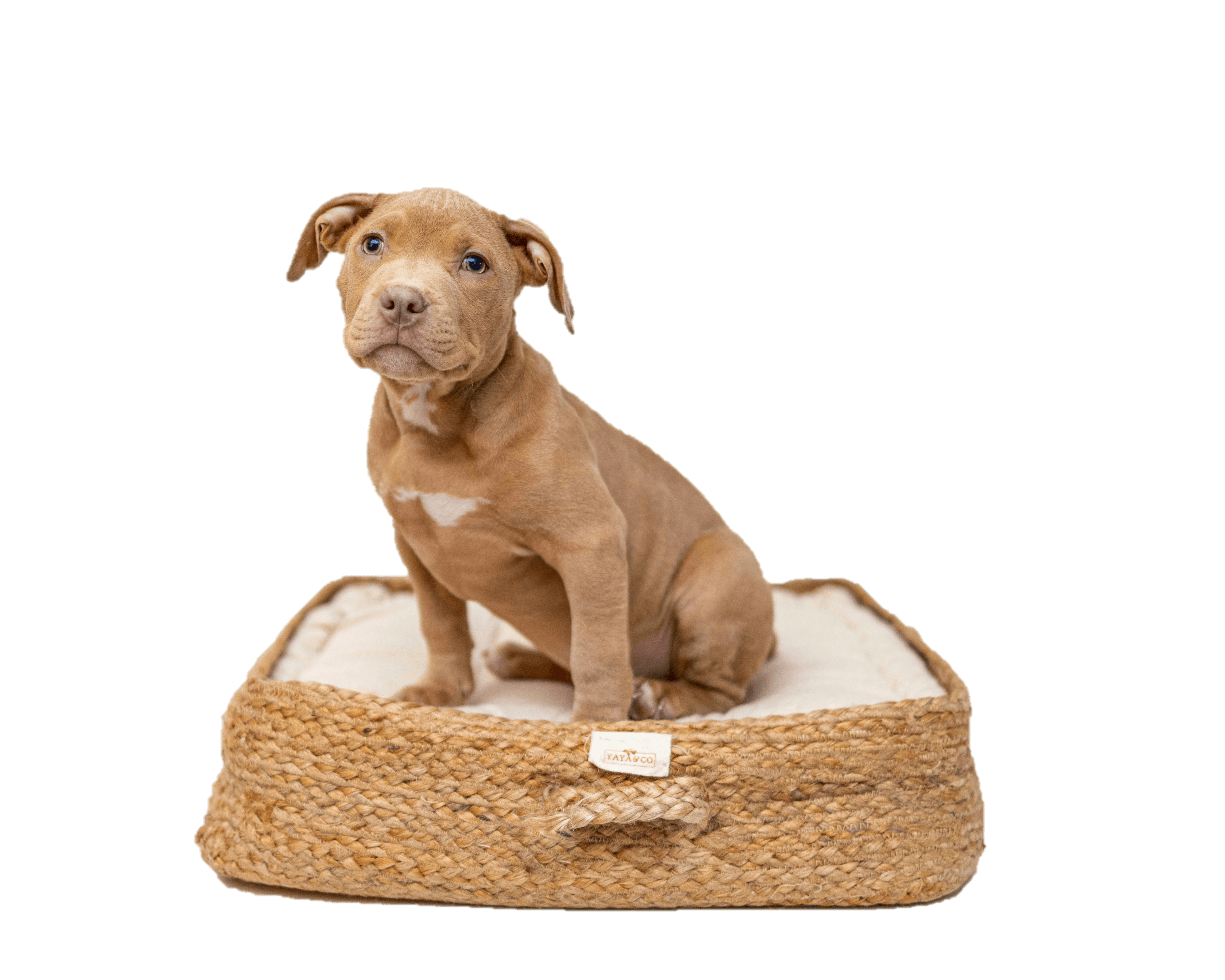 Pet transportation van